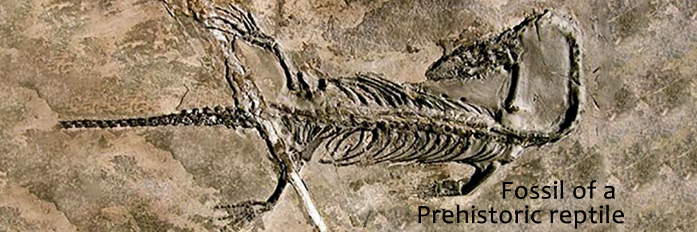 Prehistoric reptile