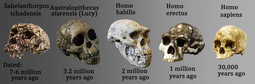 Prehistoric skulls